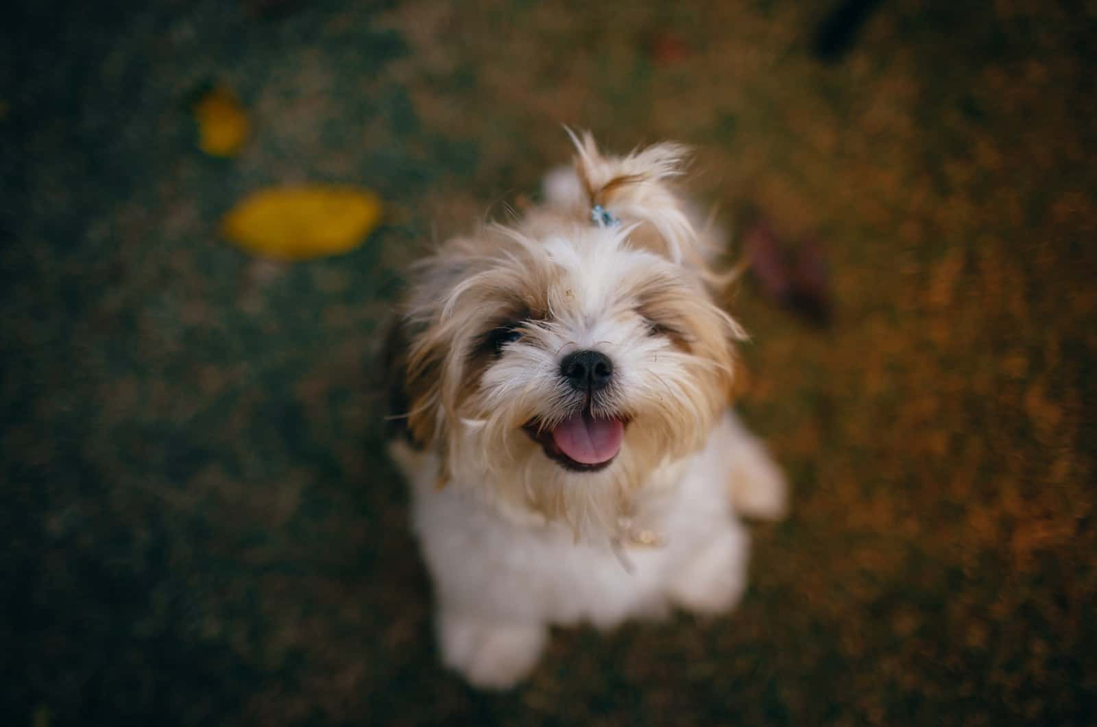 cute small dog with a hair clip