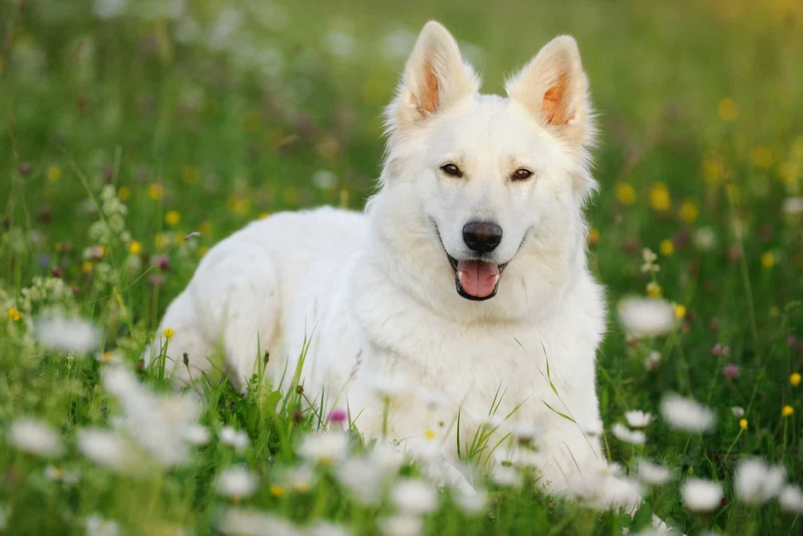 cute white german shepherd dog relaxing in the park 