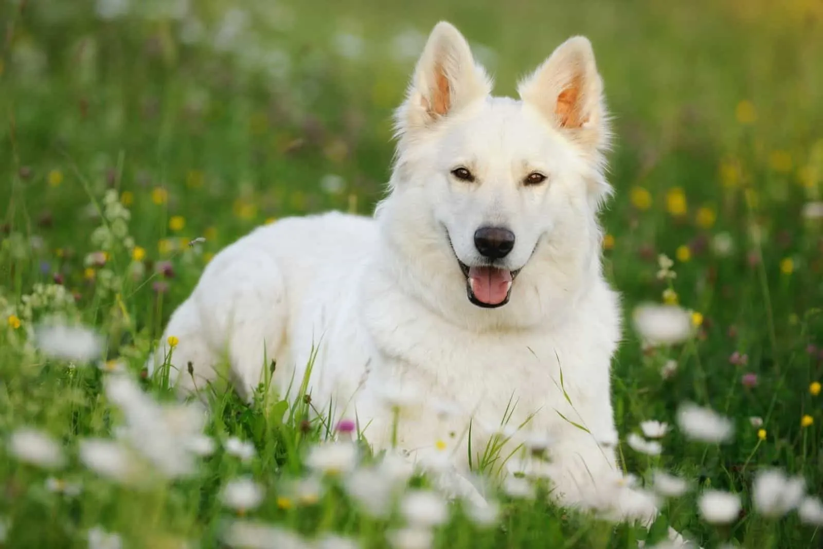 cute white german shepherd dog relaxing in the park 
