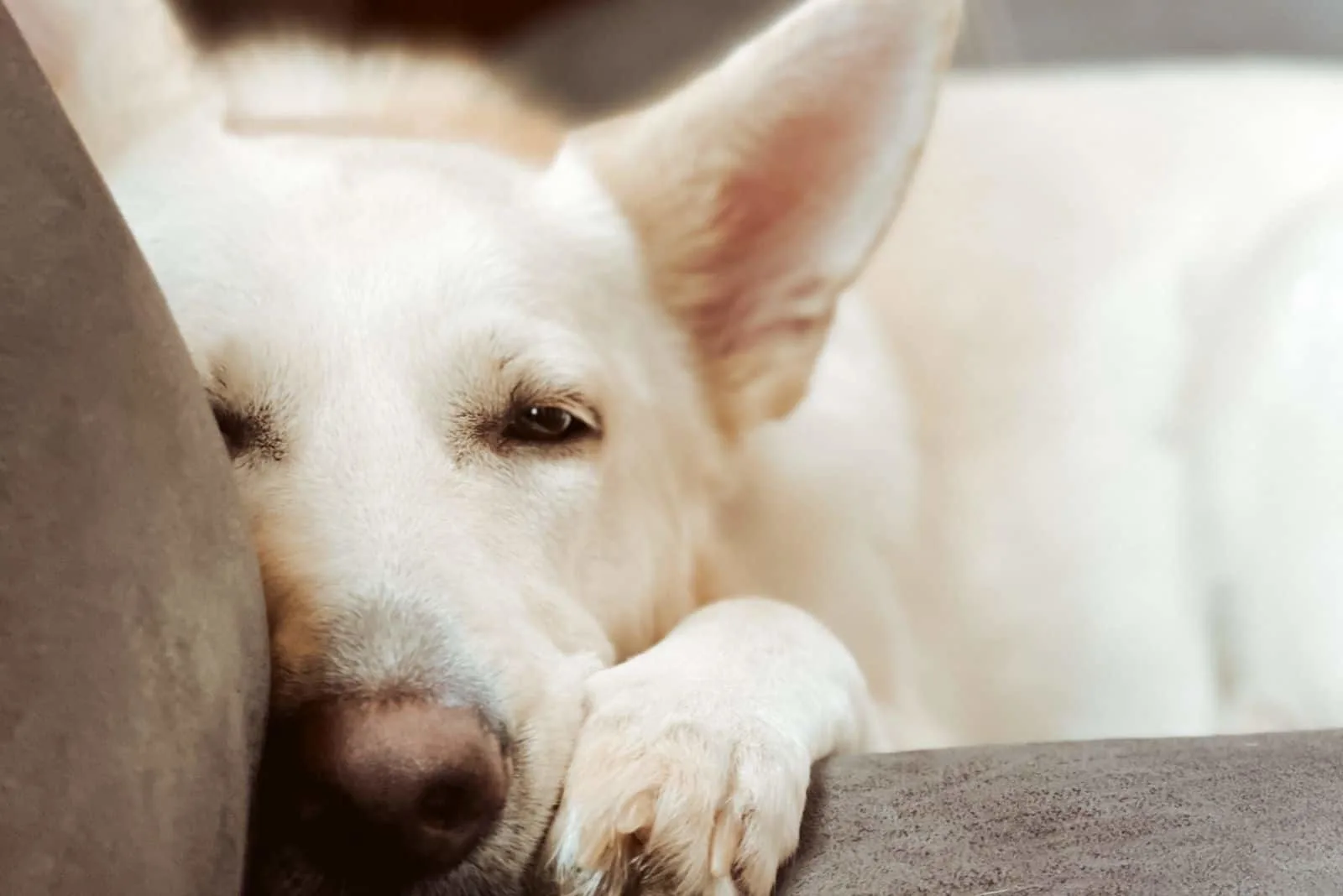 cute white puppy lying on a sofa in close up photo