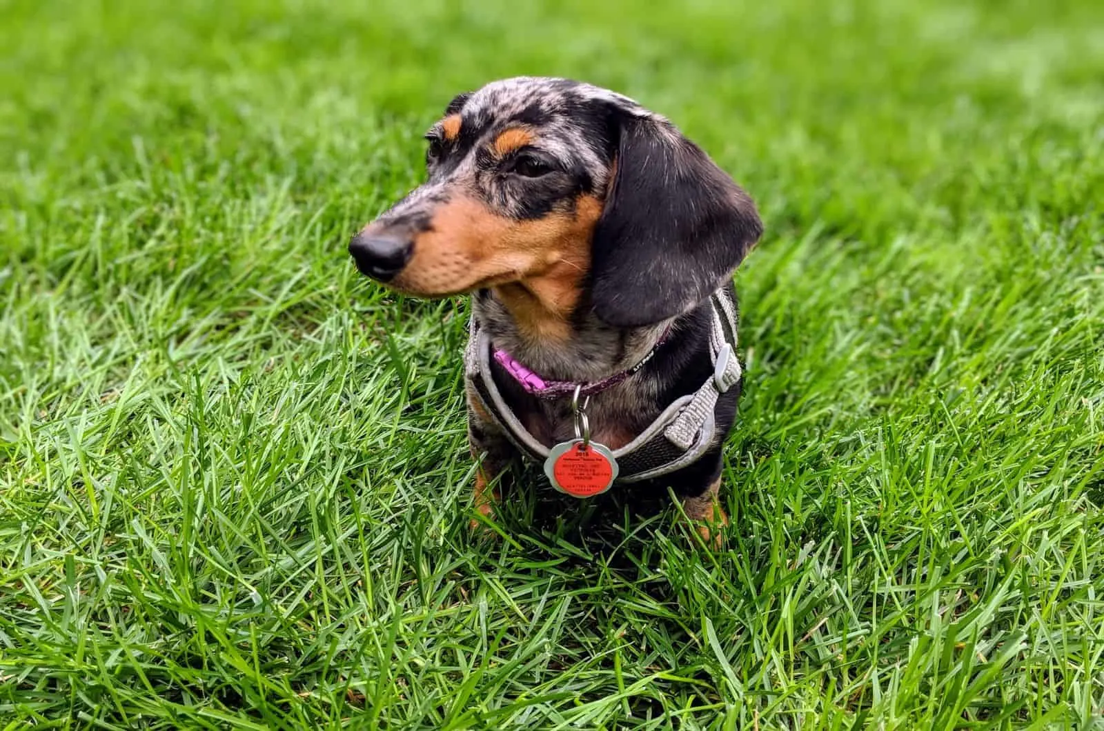 dapple dachshund in grass