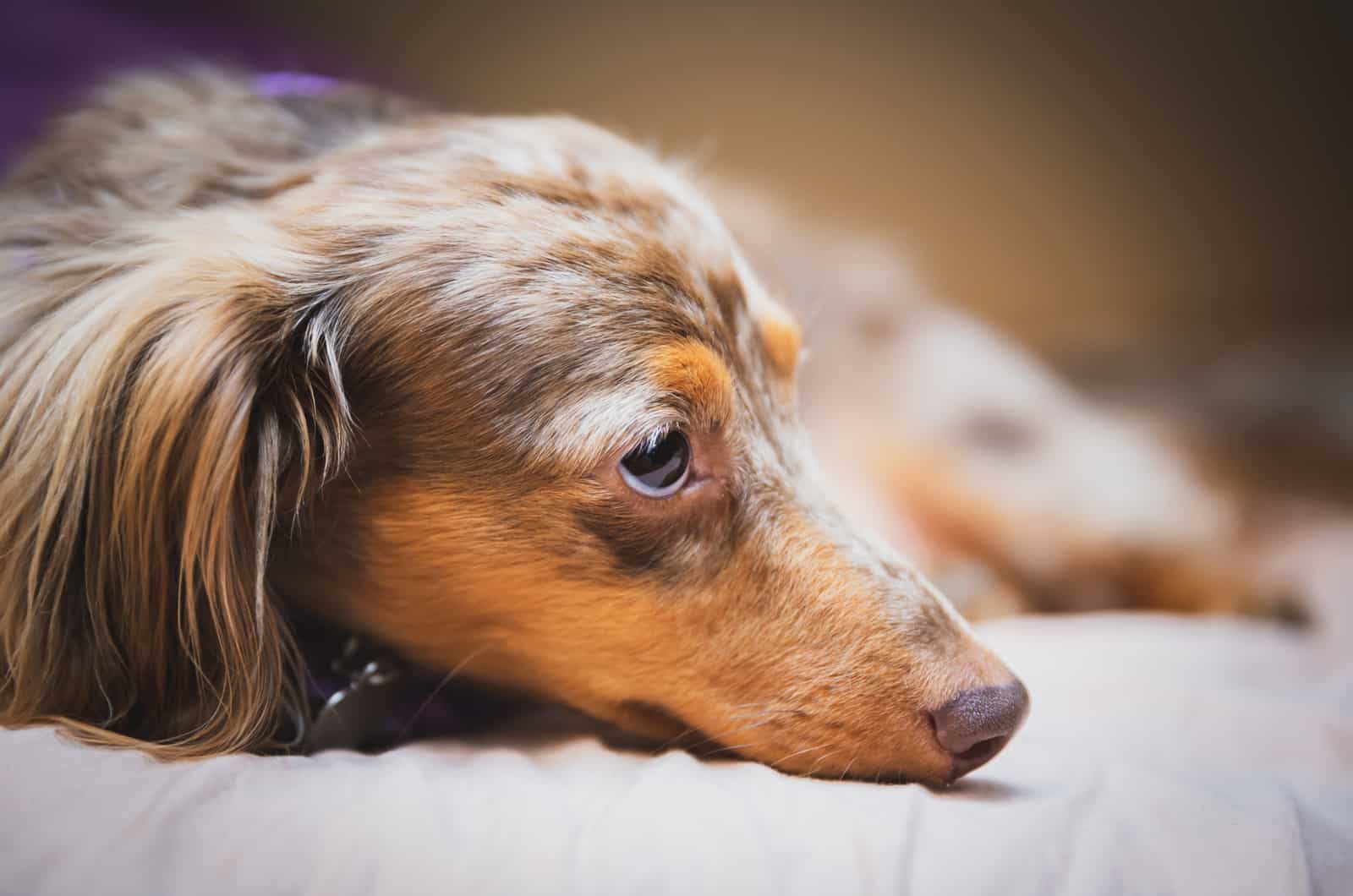 dapple dachshund laying down