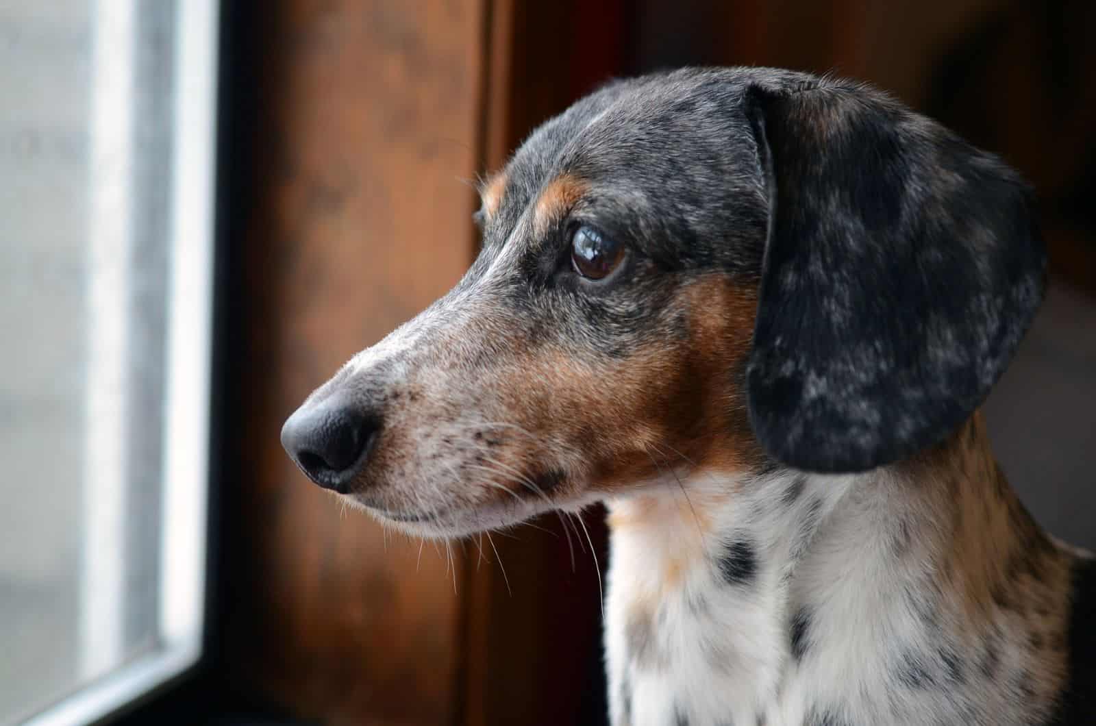 dapple dachshund looking out the window