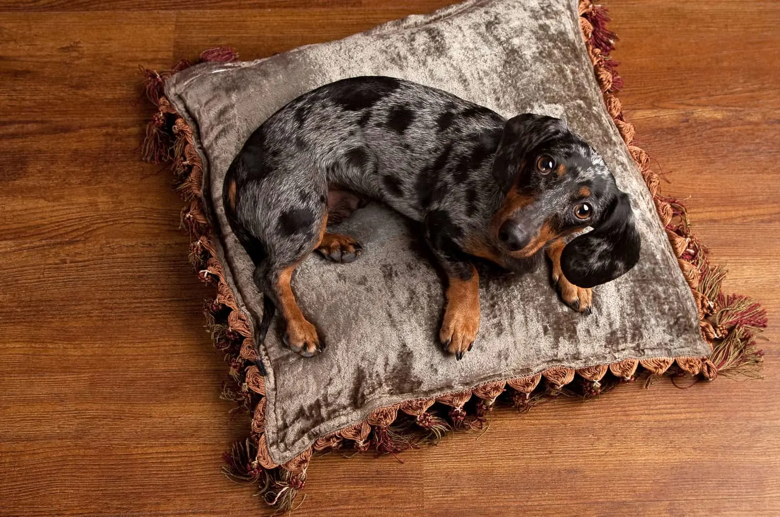 dapple dachshund on a pillow