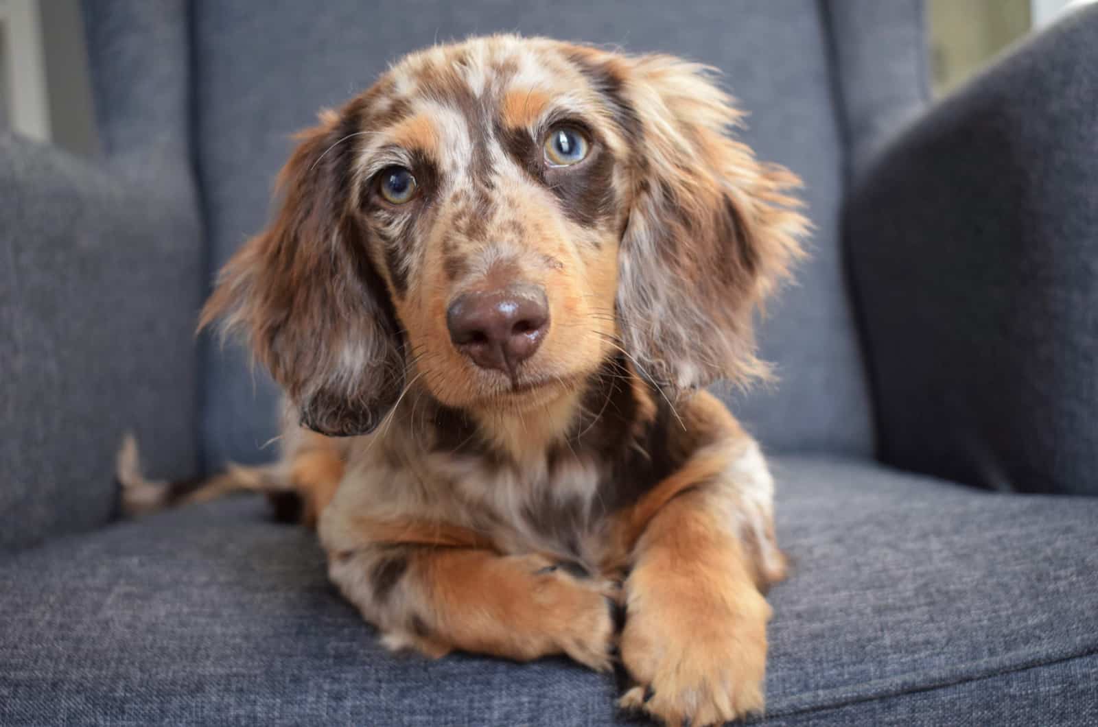 dapple dachshund on a sofa