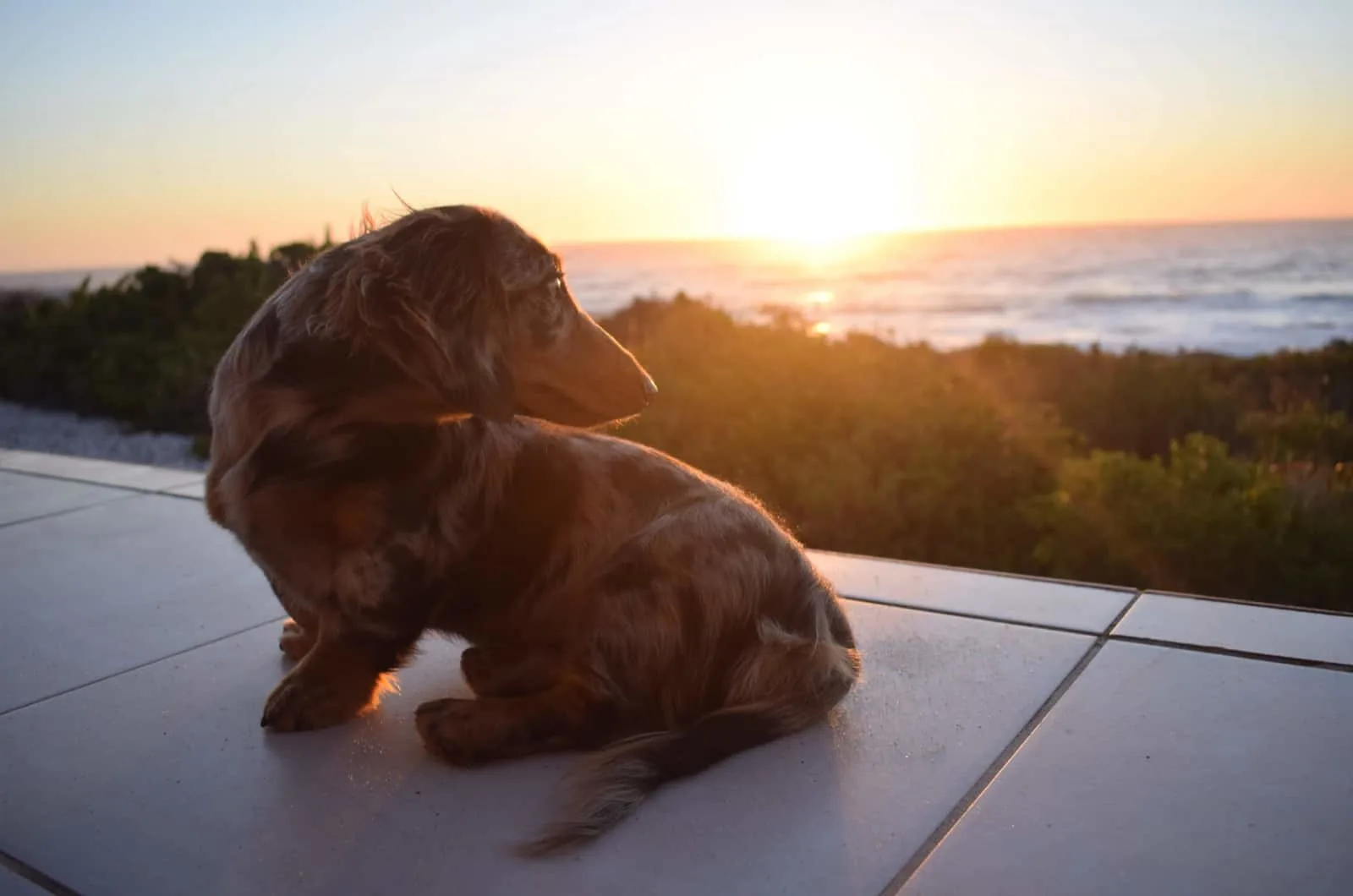 dapple dachshund photographed during a sunset