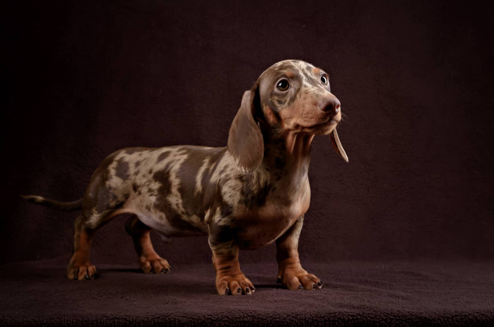 dapple dachshund posing in studio