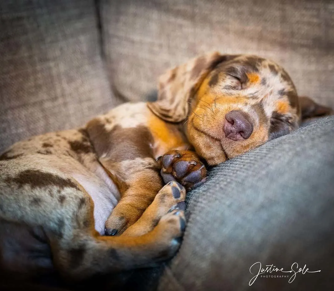 dapple dachshund puppy sleeping