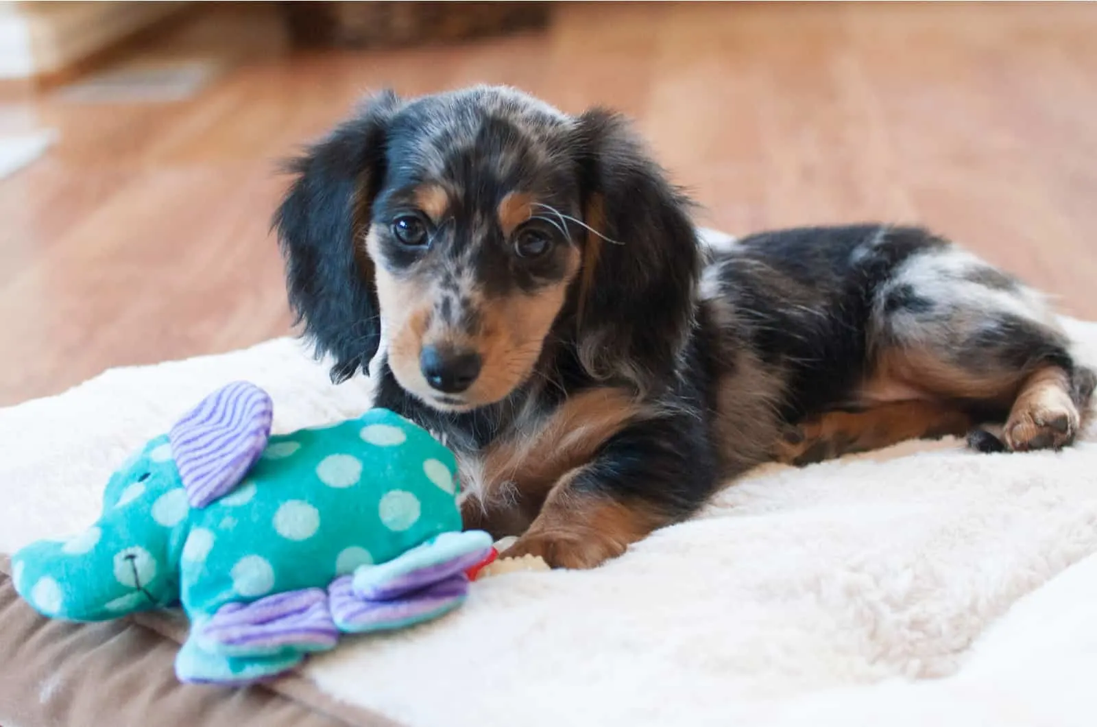 dapple dachshund puppy with toy
