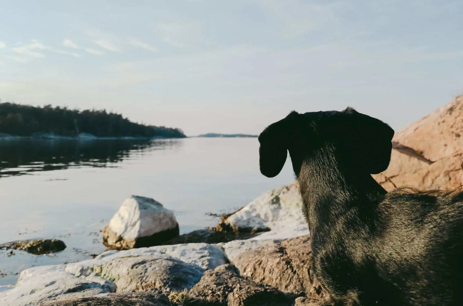 dapple dachshund watching the lake