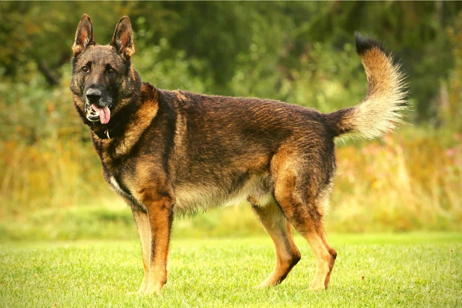 dark sable german shepherd dog working line