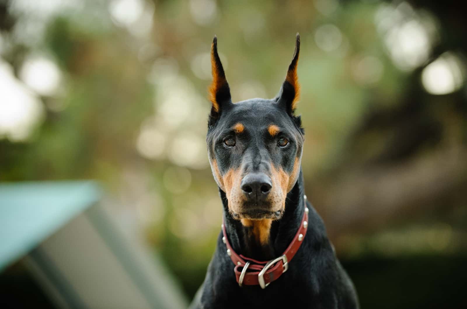 doberman against green background