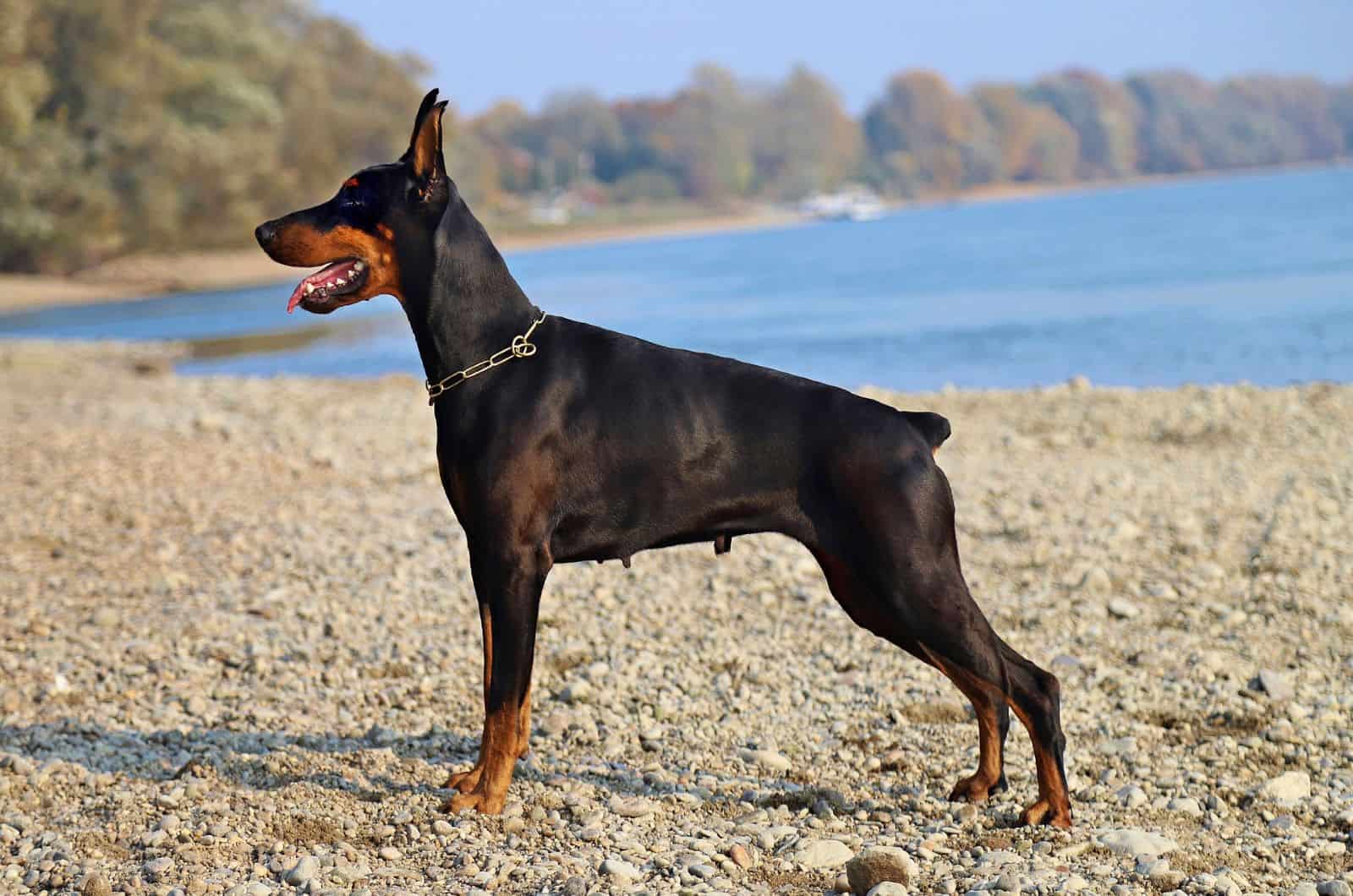 doberman at the lake