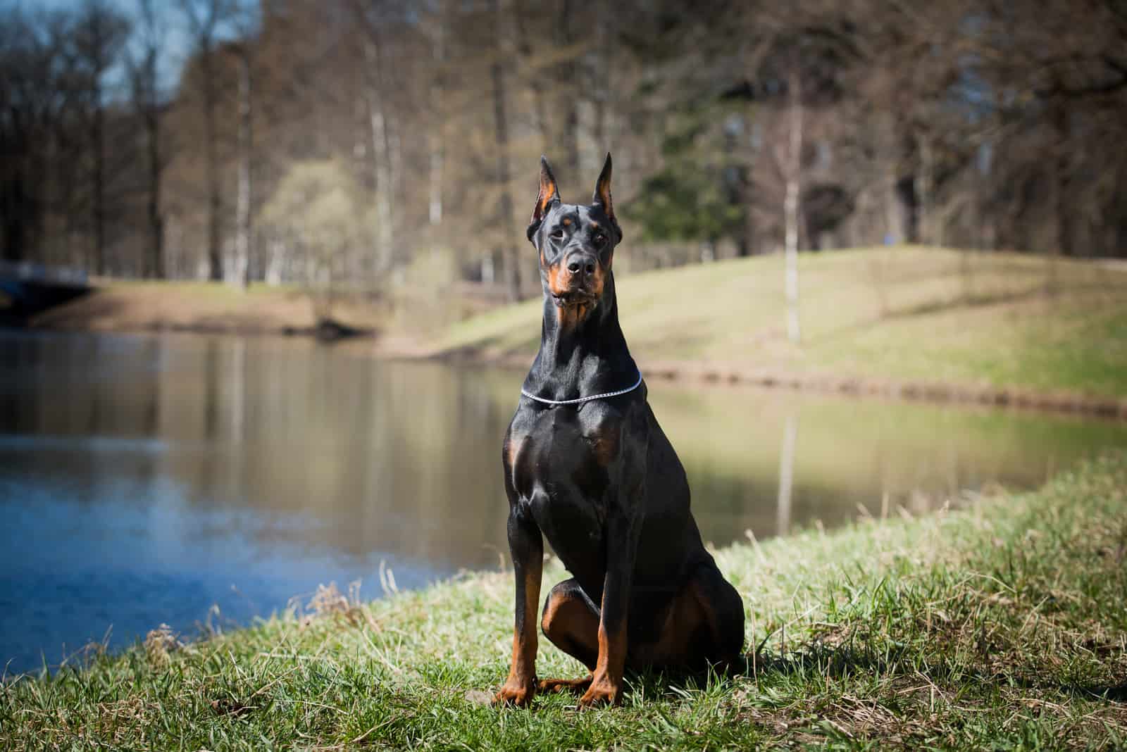 doberman dog in park