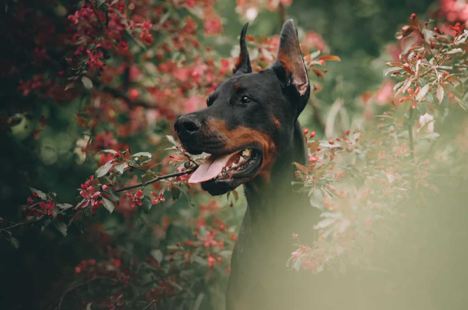 doberman in nature surrounded by flowers