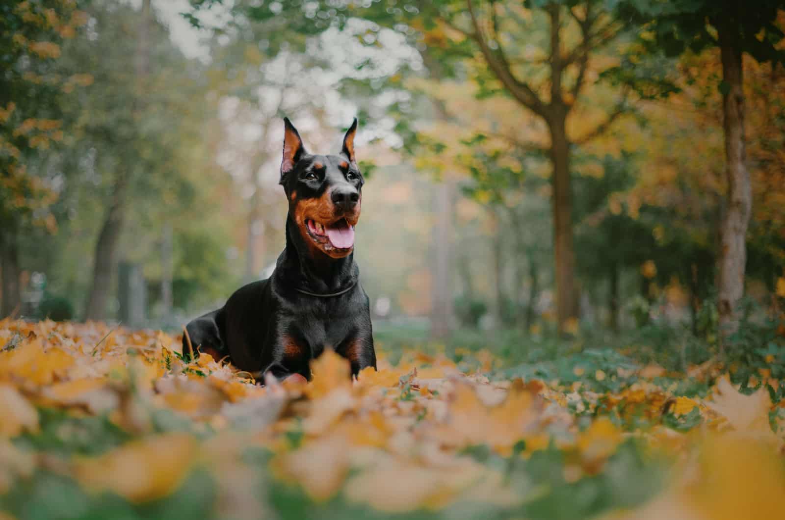 doberman in nature