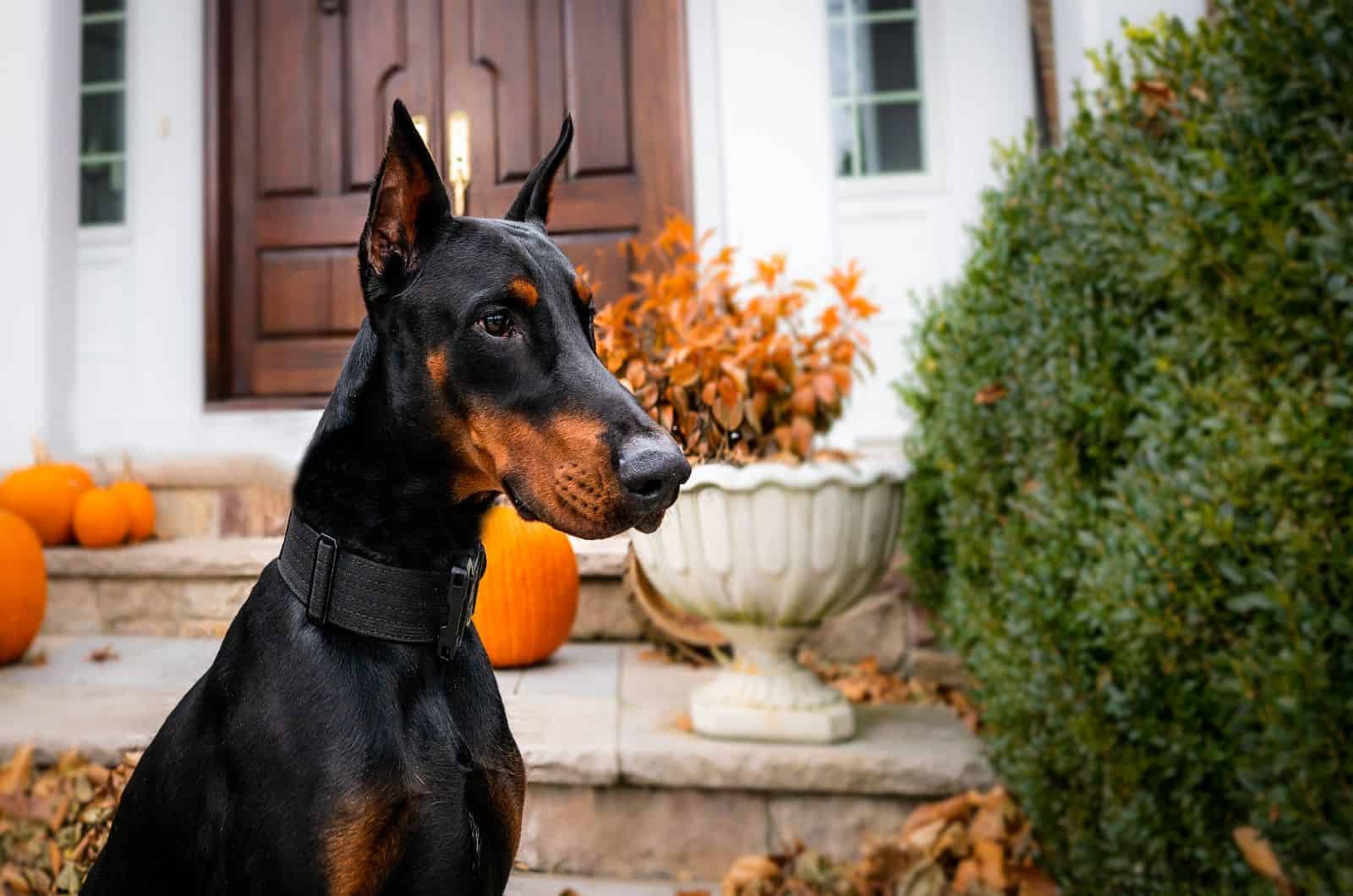 doberman in the front yard with pumpkins