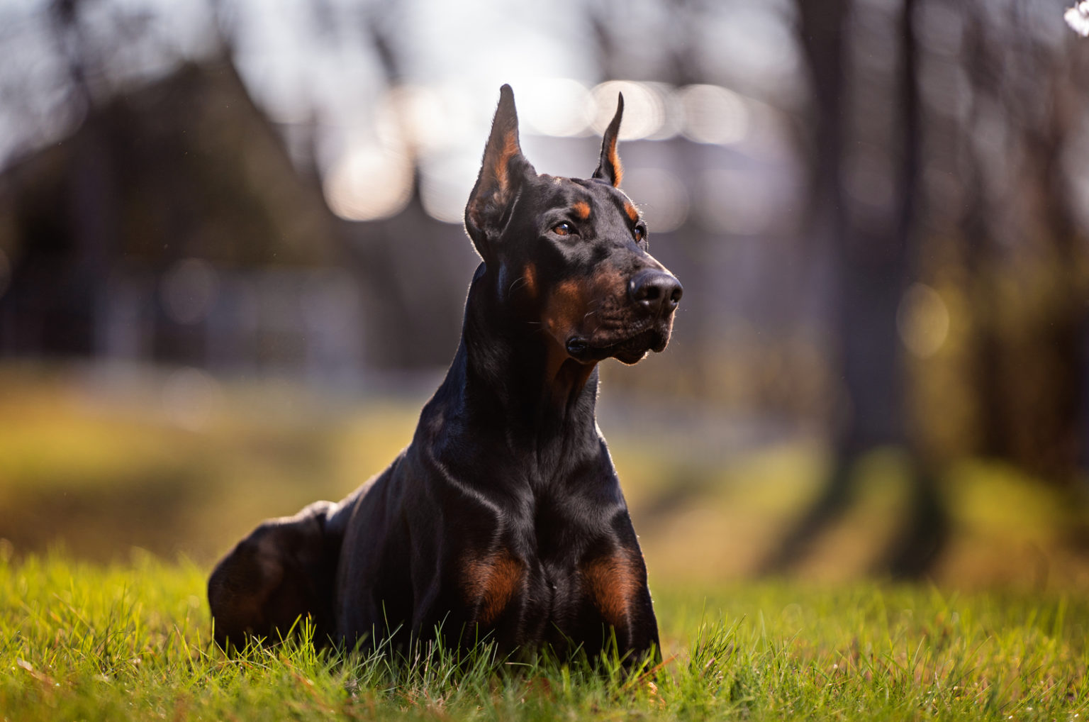 12 Best Collars For A Doberman Exclusive Large Dog Picks