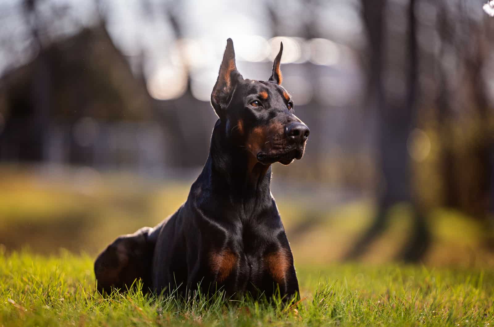 doberman pinscher in nature