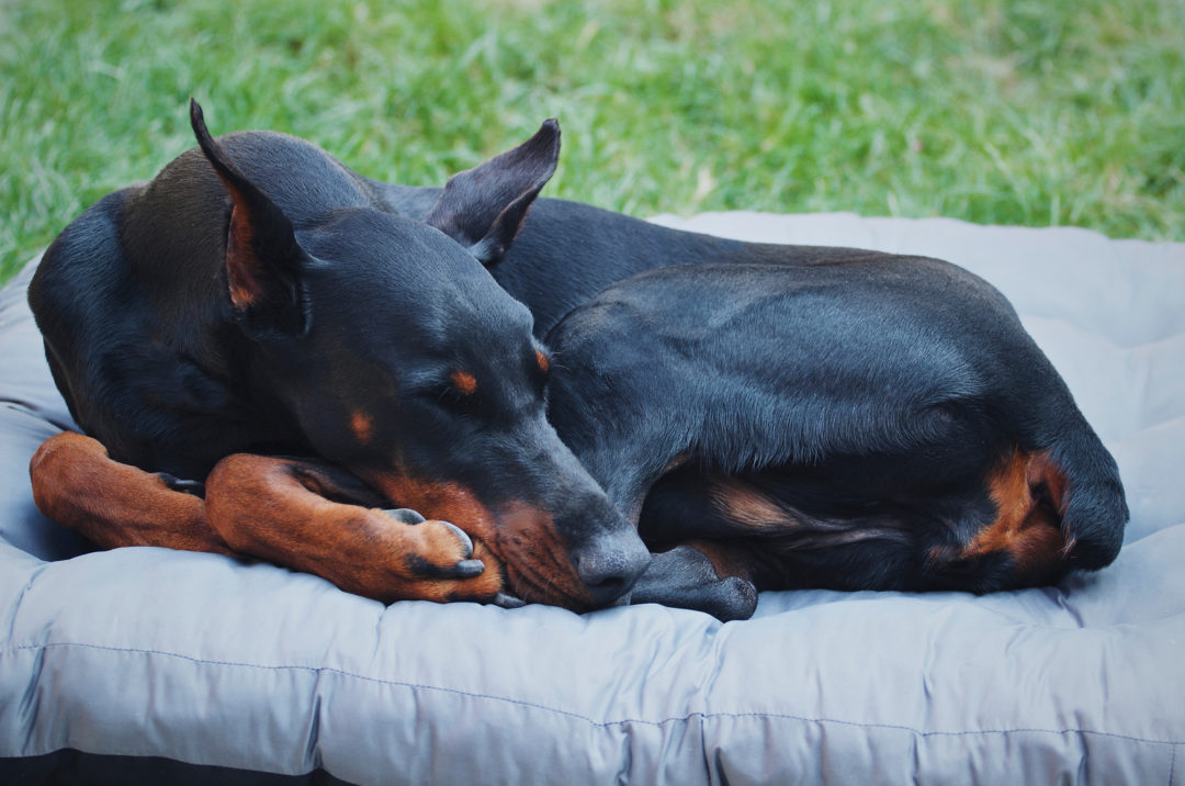 Top 16 Best Dog Beds For Doberman Pinschers + Buyer's Guide