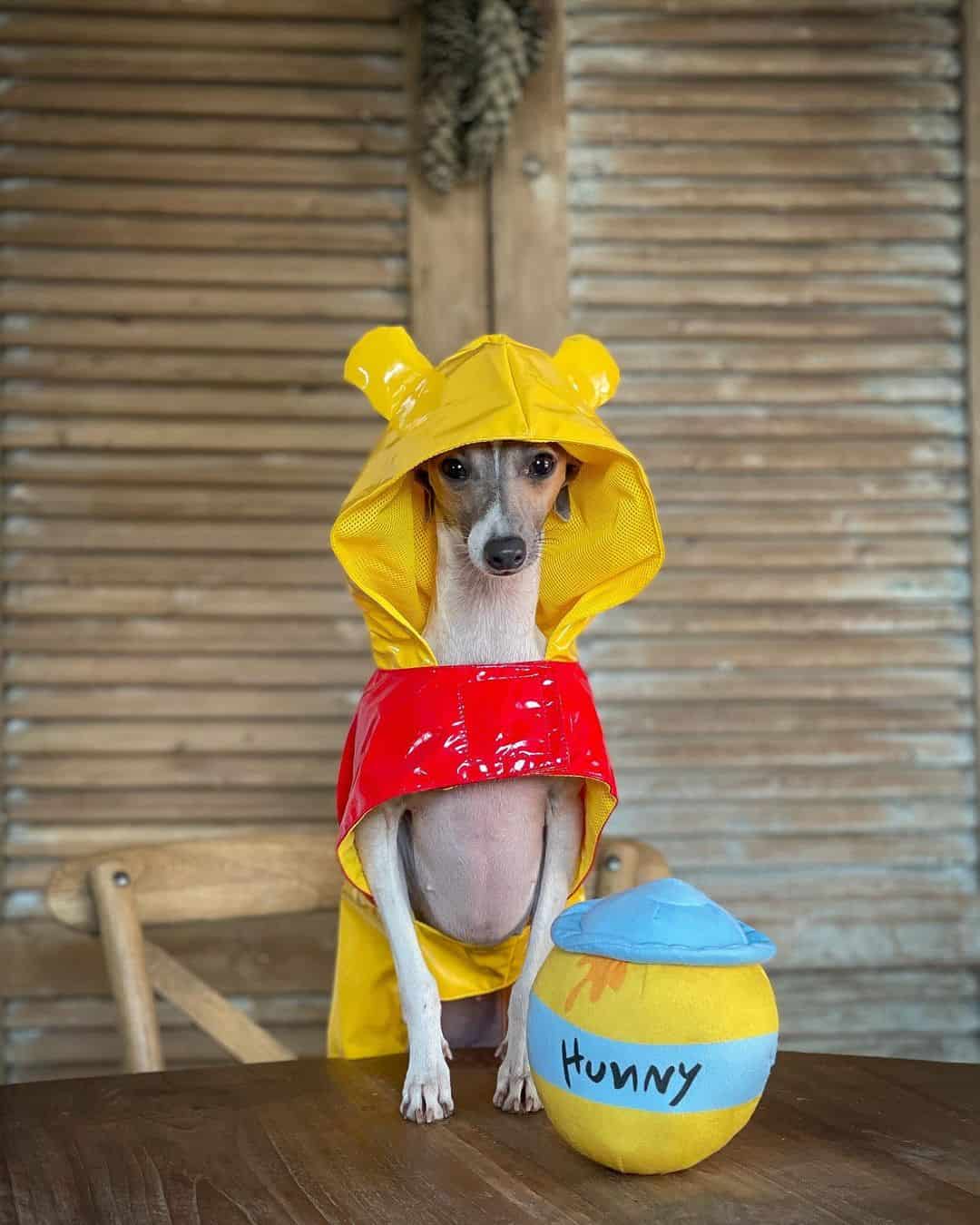 dog in winnie the pooh costume