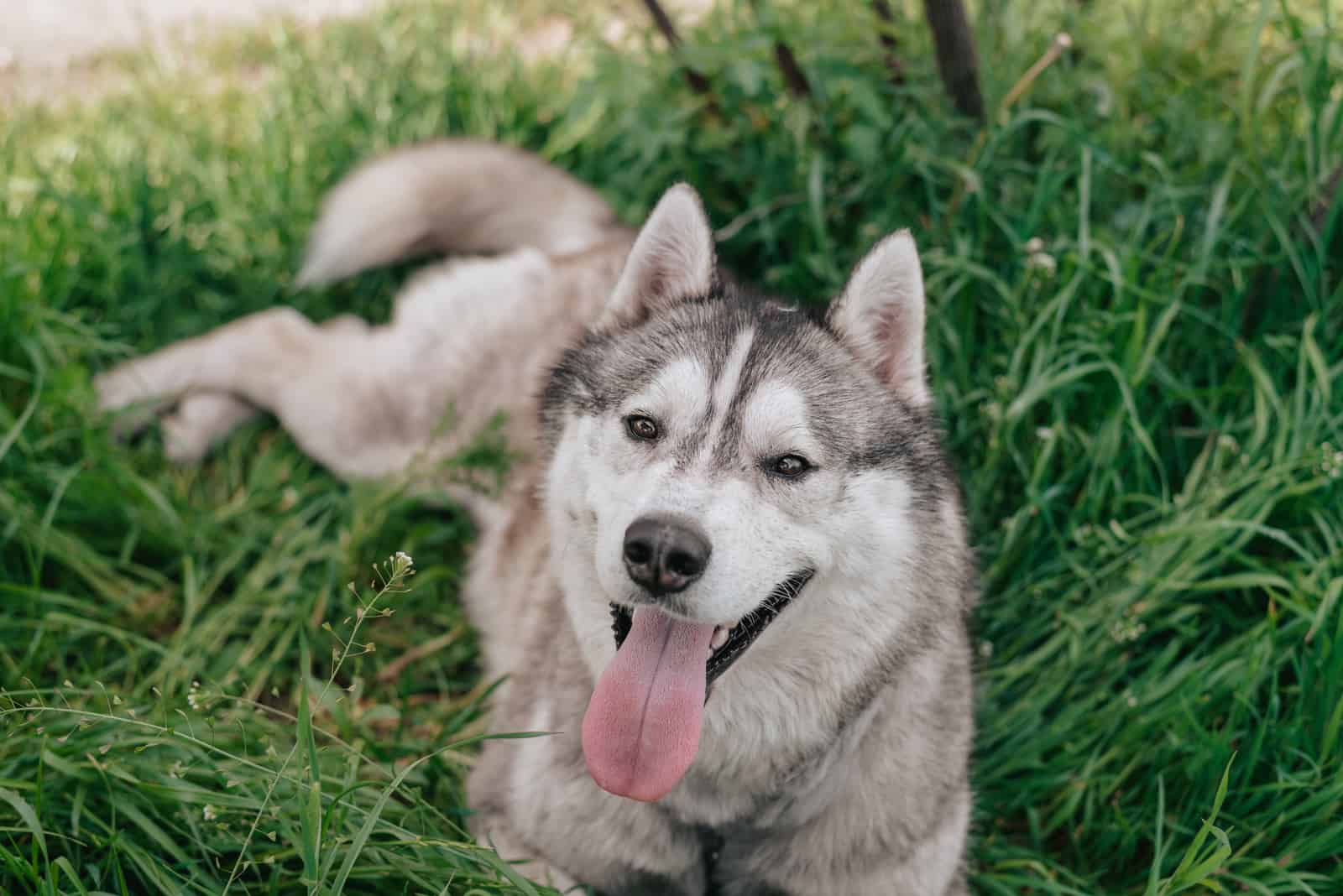 dog lying on the grass