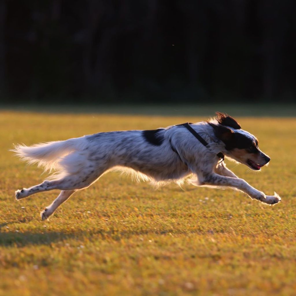 dog running through the field