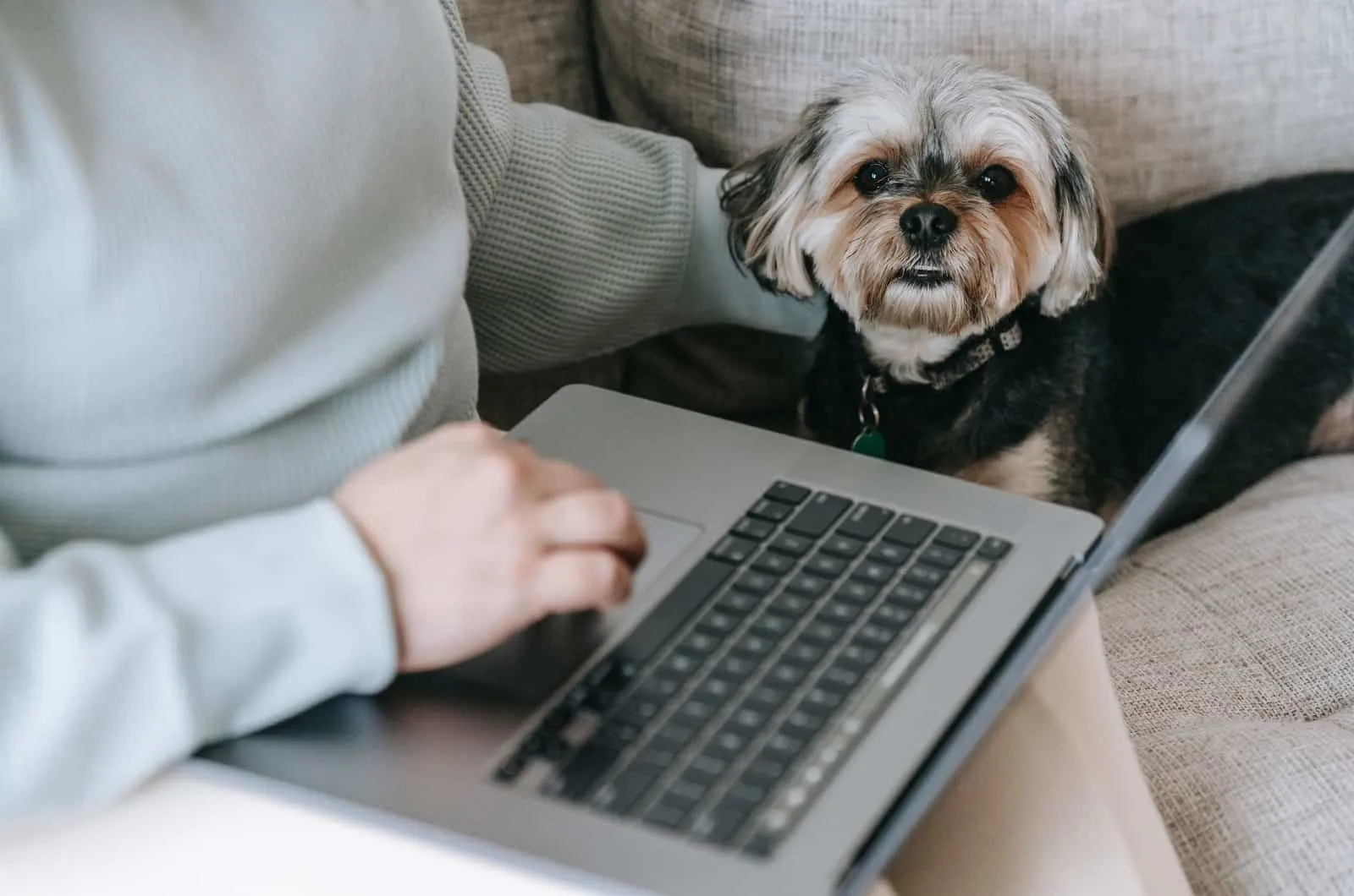 dog sitting on couch next to laptop