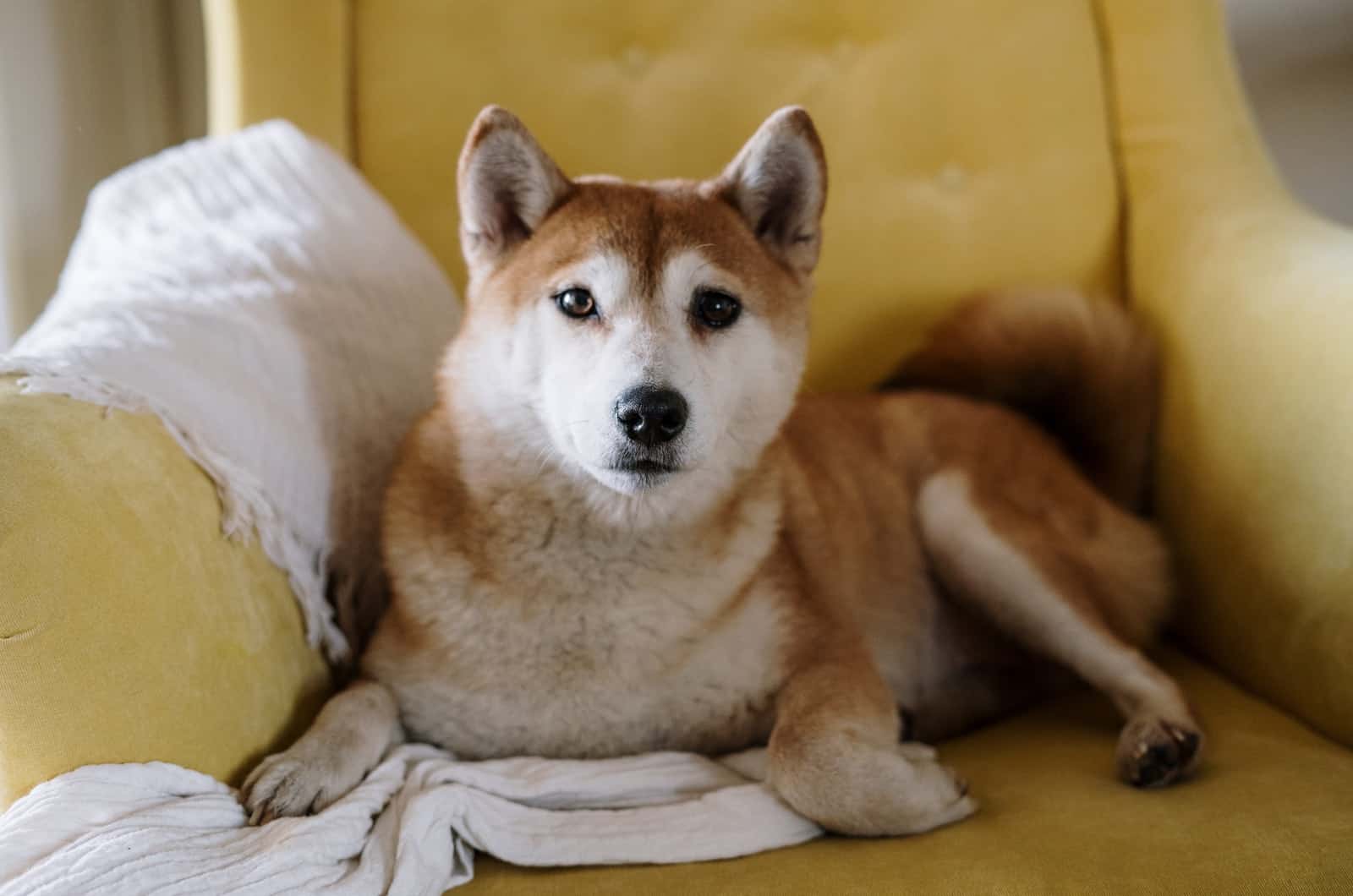 dog sitting on yellow chair