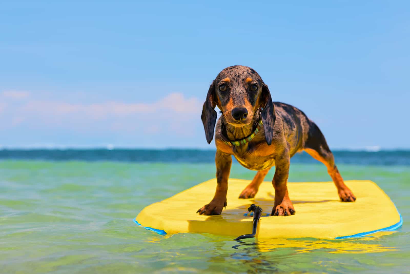 dog surfing on the beach