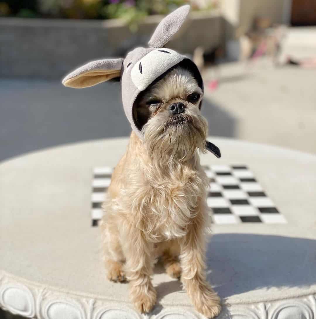 dog wearing eeyore hat