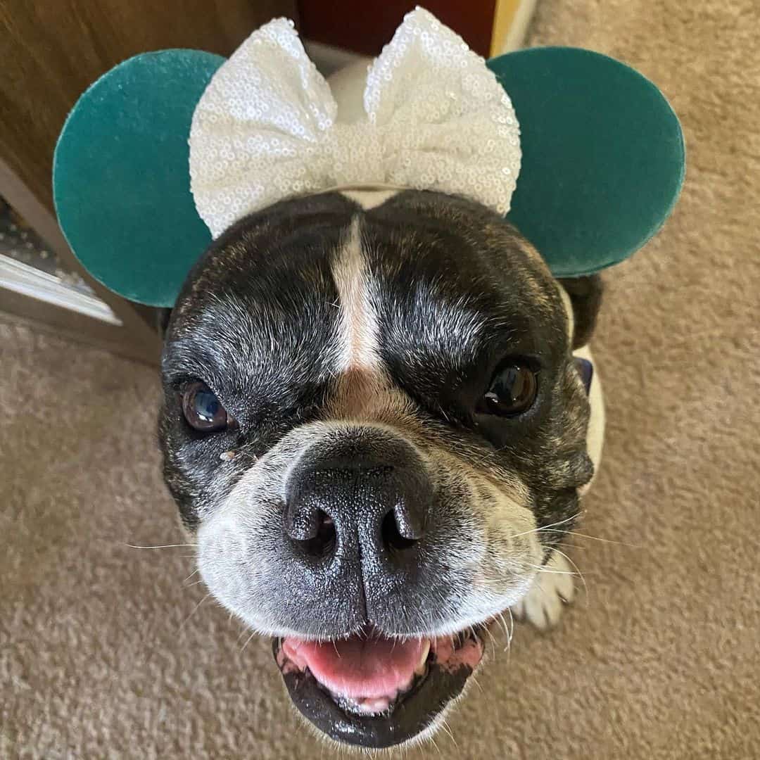 dog wearing minnie mouse ears