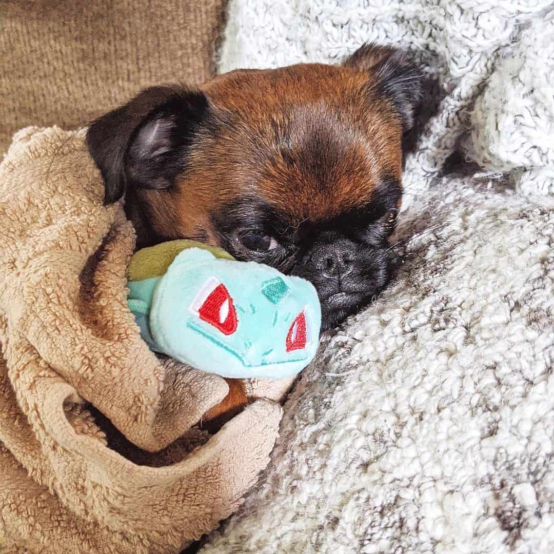 dog with pokemon toy