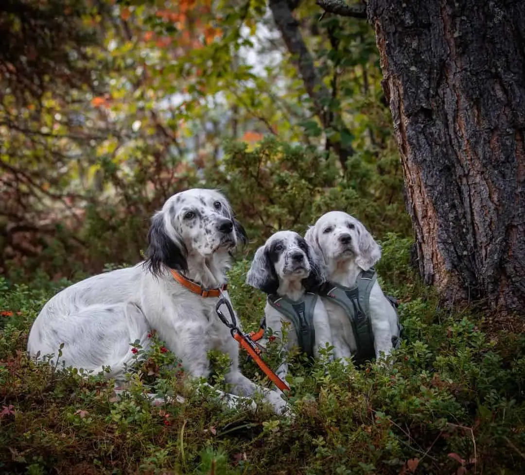 english setter dog with its puppies