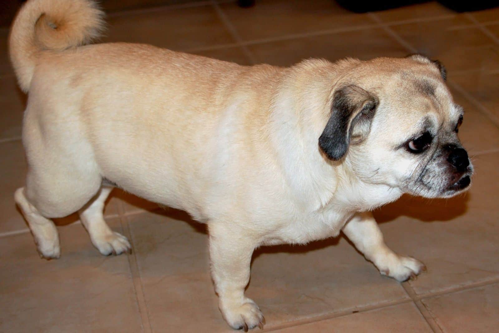 fawn colored pug mix corgi walking indoors