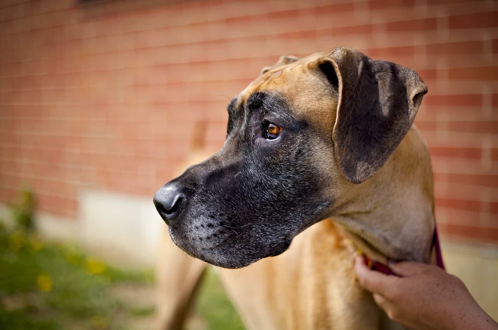 fawn great dane