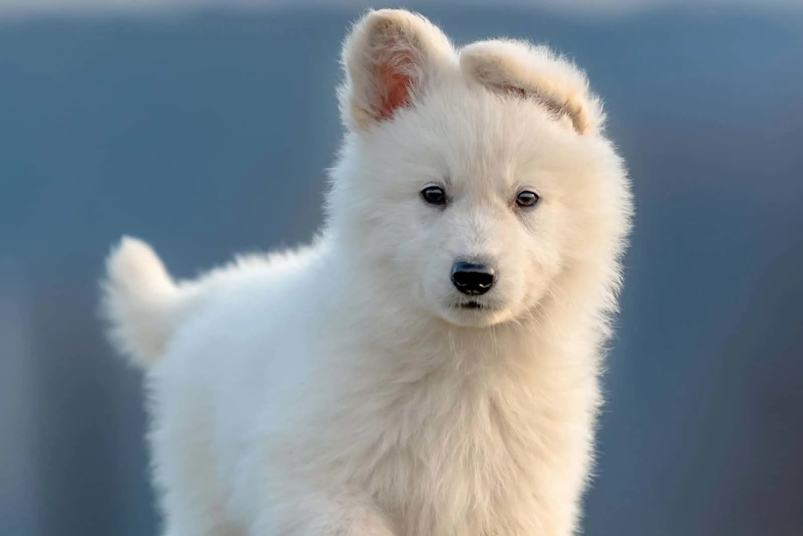 fluffy cute puppy white german shepherd standing and looking at the camera
