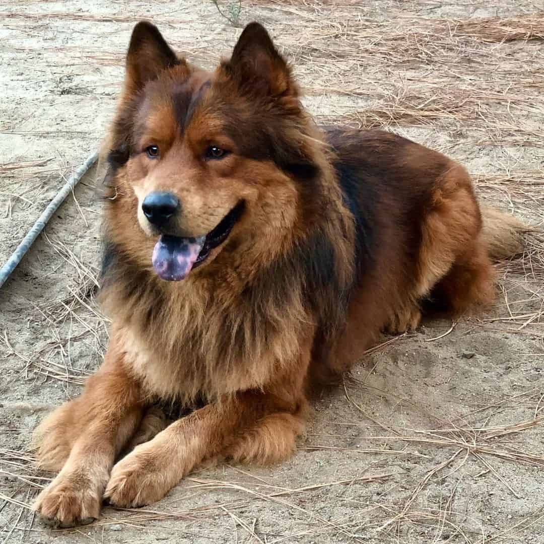 Chow chow best sale and german shepherd
