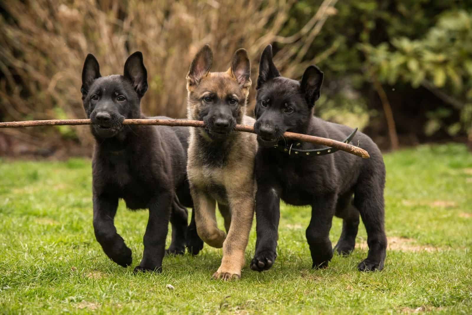 german shepherd puppies with line stick in their mouth