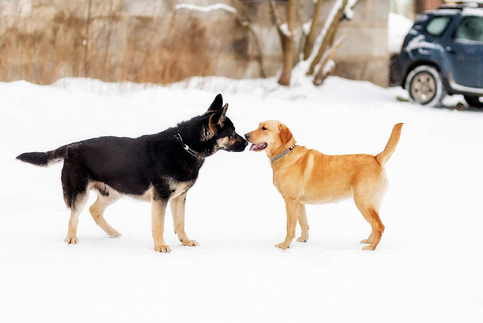 german shepherd and lab in snow