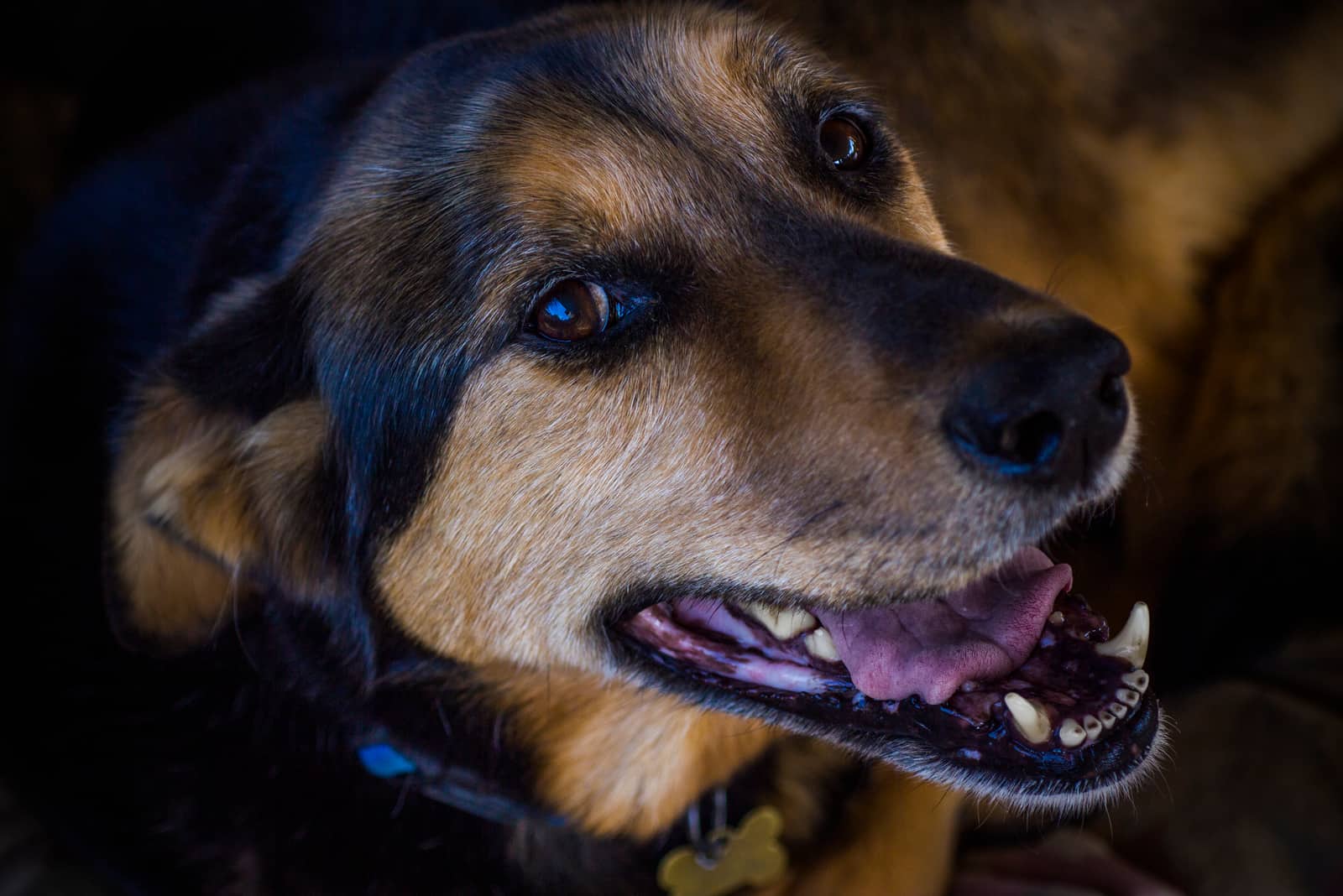 german shepherd and labrador mix dog