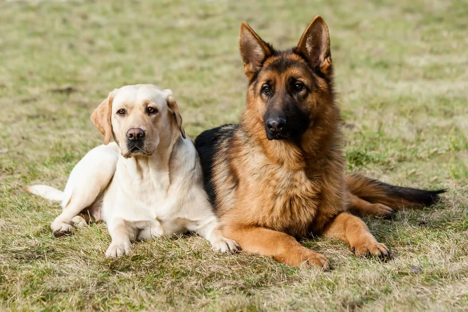 german shepherd and labrador sitting next to each other