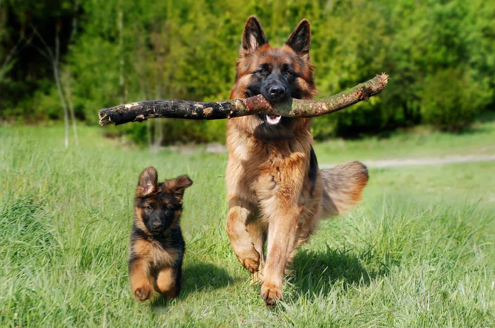 german shepherd carrying a branch with its puppy