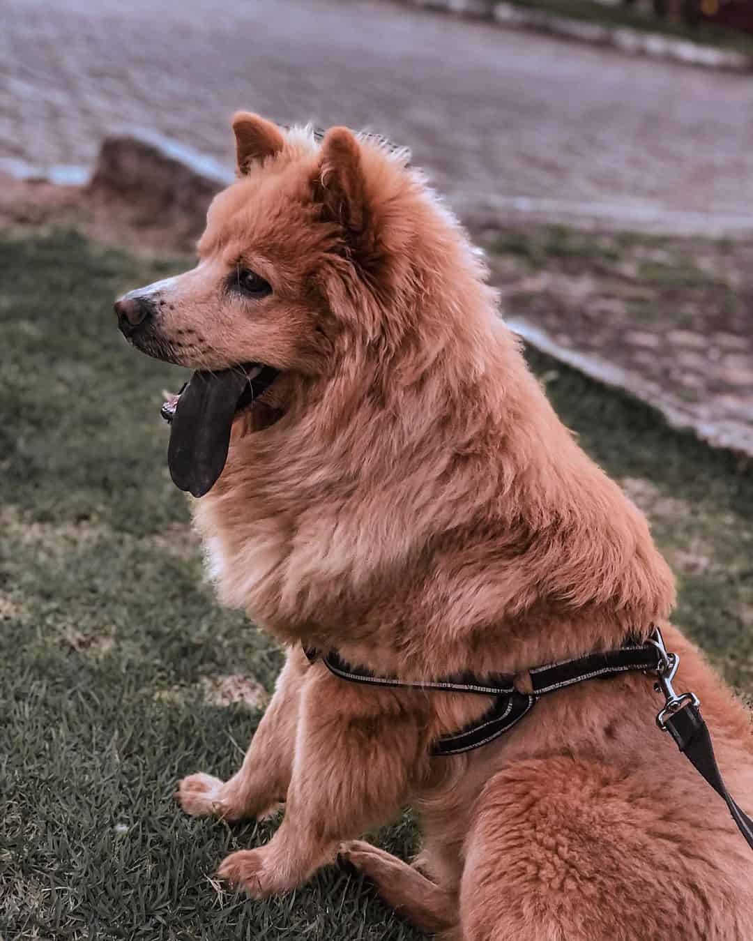 german shepherd chow chow mix