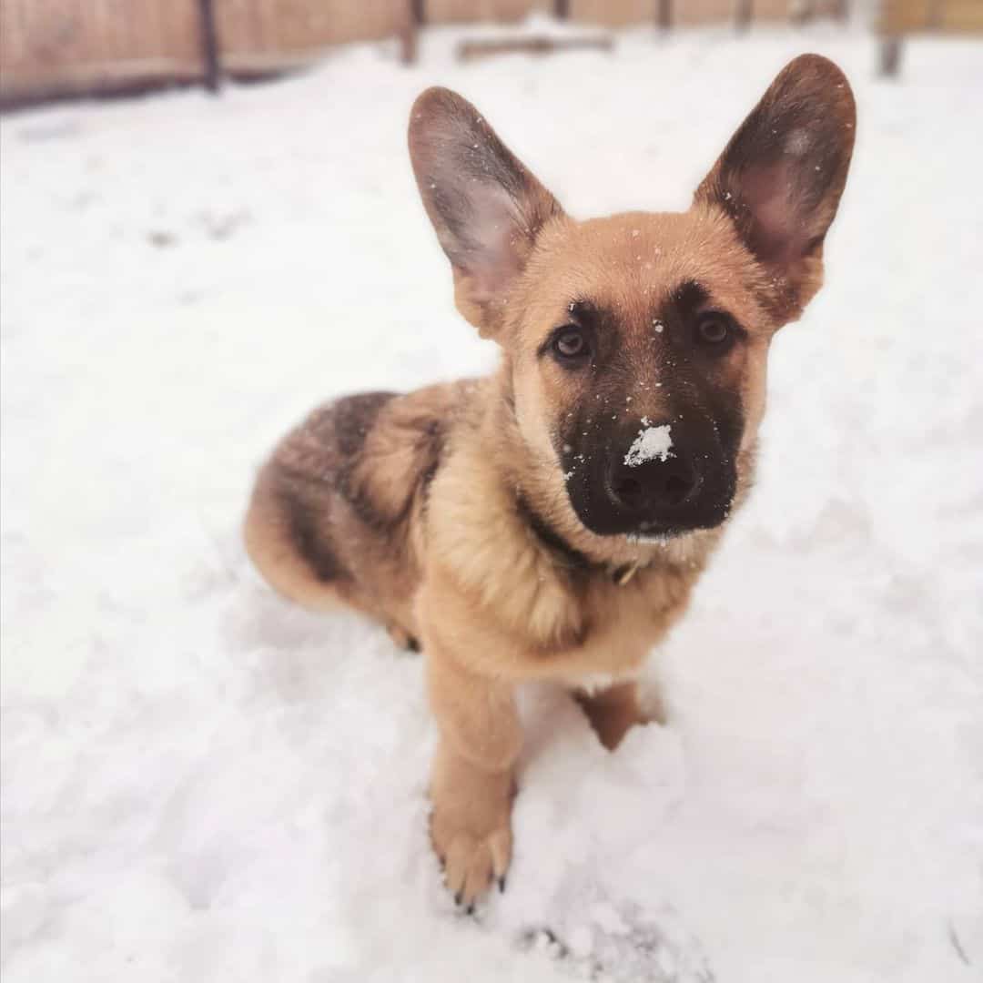 german shepherd corgi mix