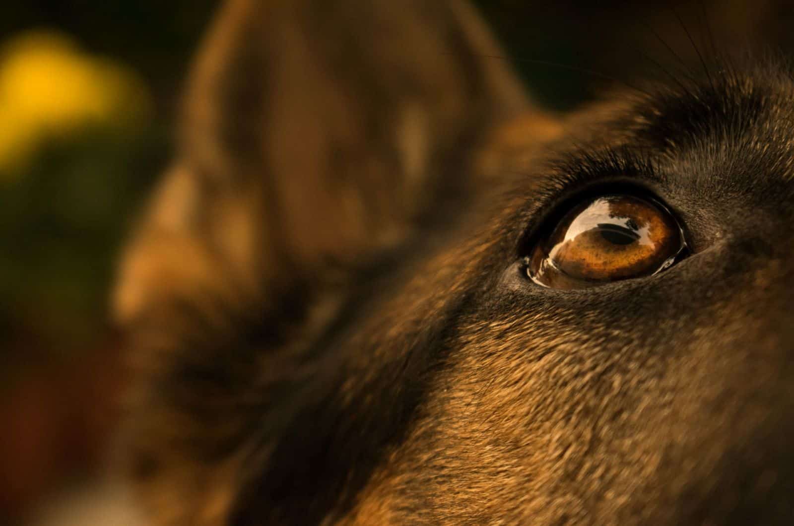 german shepherd eye close-up