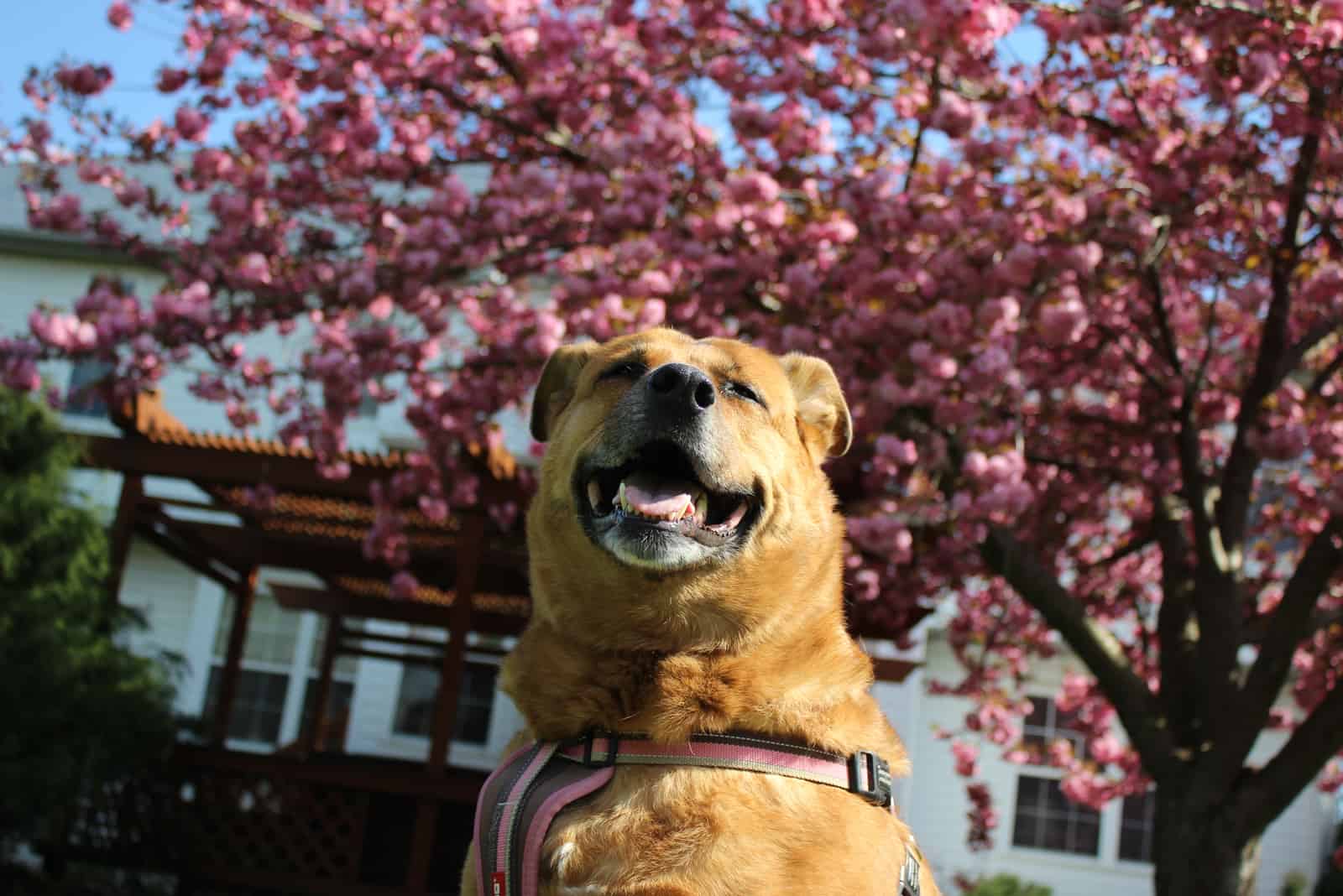 german shepherd lab mix dog smiling