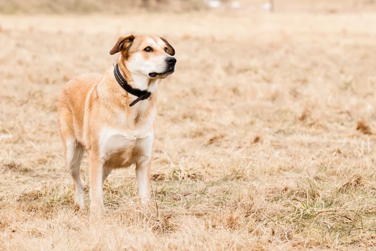 german shepherd lab mix in a field