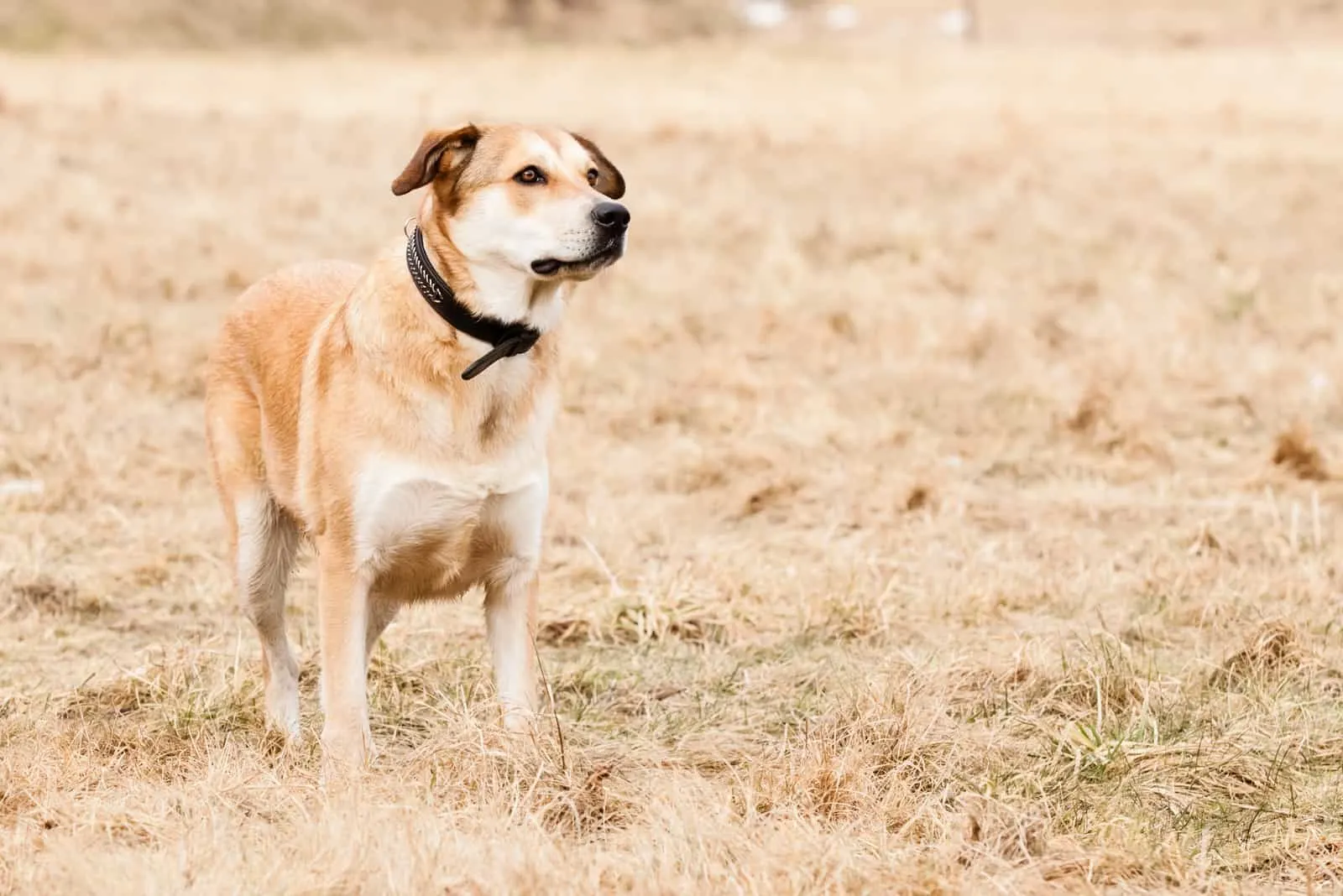German Shepherd Lab Mix: The Two Most Popular Dogs In One German Shepherd Lab Mix: The Two Most Popular Dogs In One