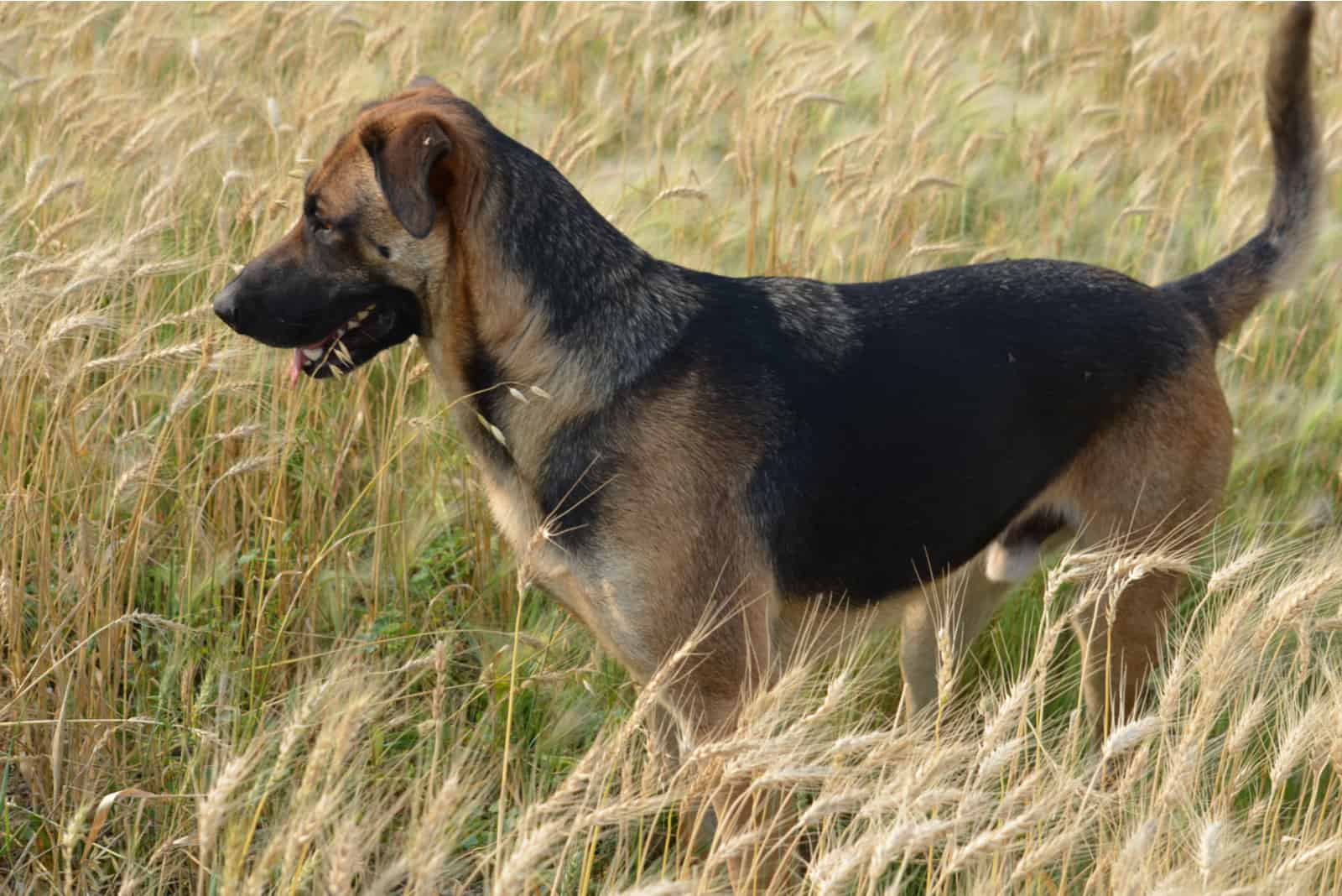 german shepherd lab mix in nature